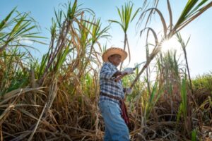 Canne à sucre : quelle enveloppe d’aides pour les récoltes 2025 ?
