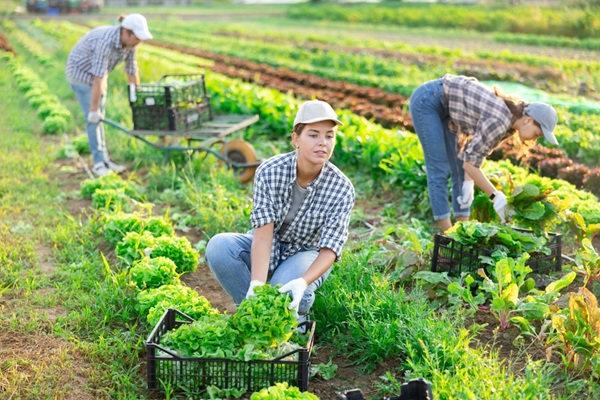 Travailleurs saisonniers agricoles : l’hébergement sous tente étendu à de nouveaux départements